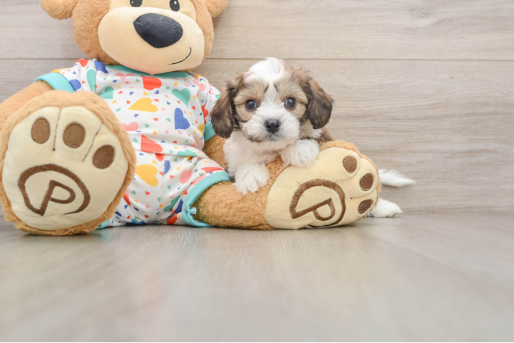 Cavachon Puppy for Adoption