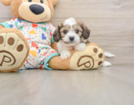 6 week old Cavachon Puppy For Sale - Windy City Pups