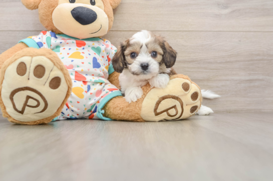 KEURIG, a Cavachon littermate