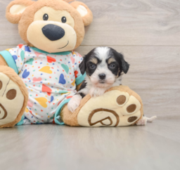 7 week old Cavachon Puppy For Sale - Windy City Pups