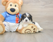 5 week old Cavachon Puppy For Sale - Windy City Pups