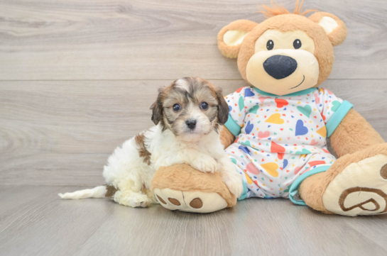Petite Cavachon Designer Pup
