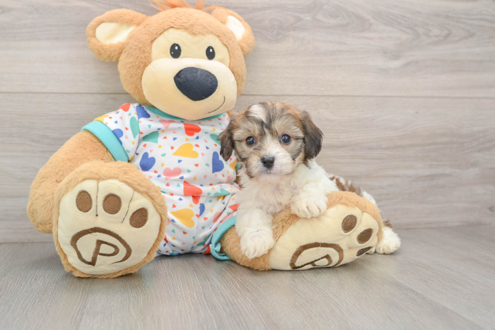 Hypoallergenic Cavalier Bichon Designer Puppy