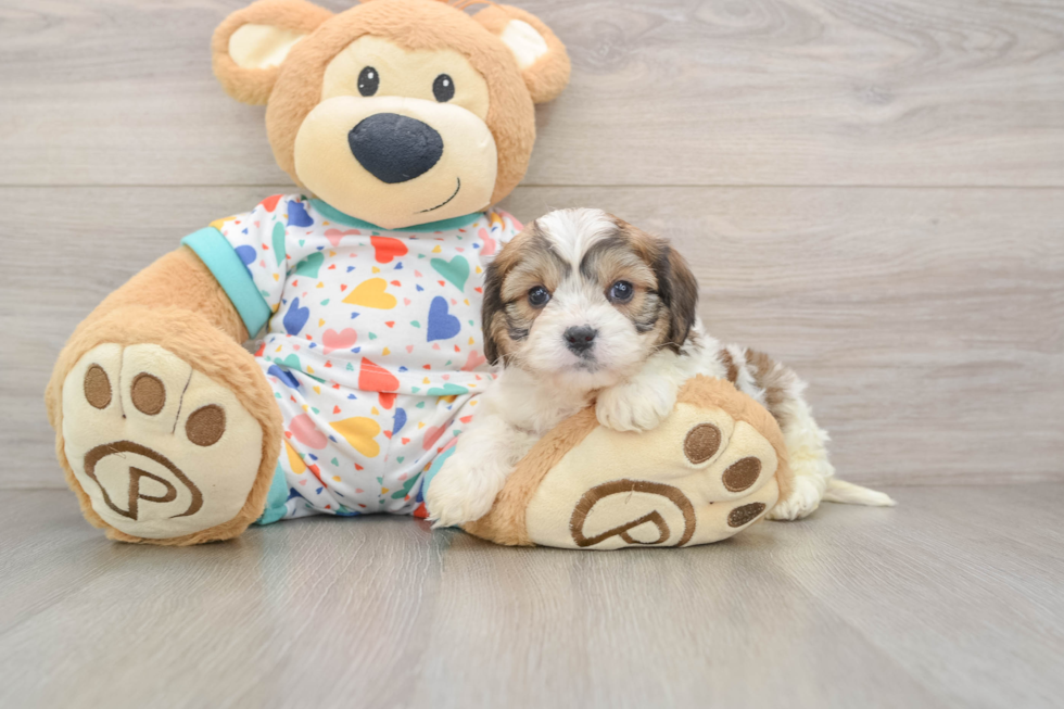 Cavachon Puppy for Adoption