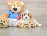 6 week old Cavachon Puppy For Sale - Windy City Pups