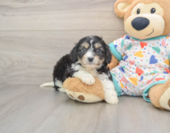 5 week old Cavachon Puppy For Sale - Windy City Pups