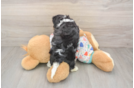 Cavachon Puppy for Adoption
