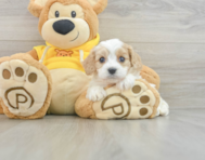 5 week old Cavachon Puppy For Sale - Windy City Pups