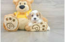 Hypoallergenic Cavalier Bichon Designer Puppy