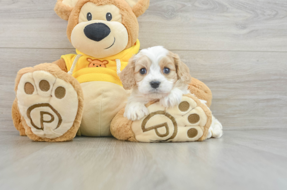 5 week old Cavachon Puppy For Sale - Windy City Pups