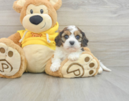 5 week old Cavachon Puppy For Sale - Windy City Pups