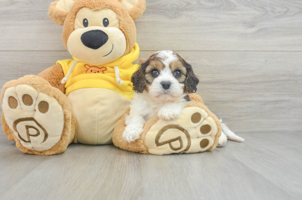 5 week old Cavachon Puppy For Sale - Windy City Pups