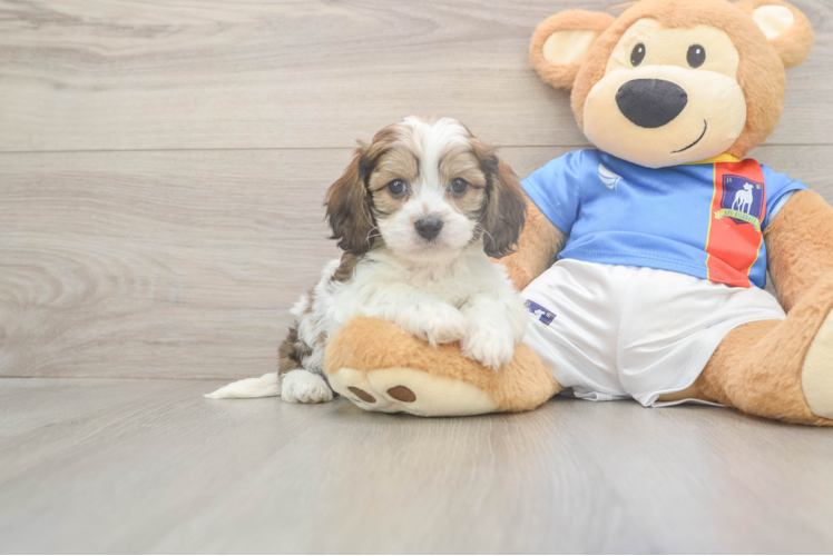 Best Cavachon Baby