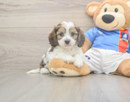 5 week old Cavachon Puppy For Sale - Windy City Pups