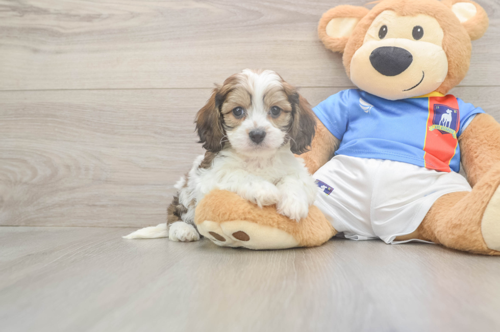 5 week old Cavachon Puppy For Sale - Windy City Pups