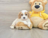 5 week old Cavachon Puppy For Sale - Windy City Pups