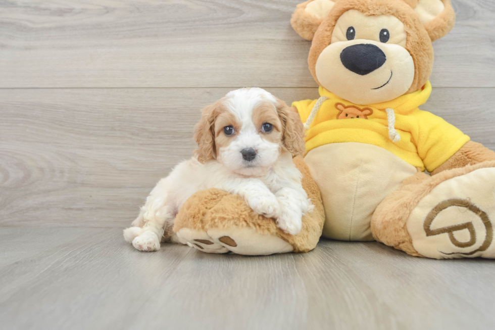 Cavachon Puppy for Adoption