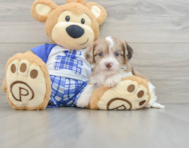 6 week old Cavachon Puppy For Sale - Windy City Pups