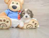 5 week old Cavachon Puppy For Sale - Windy City Pups