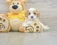 6 week old Cavachon Puppy For Sale - Windy City Pups