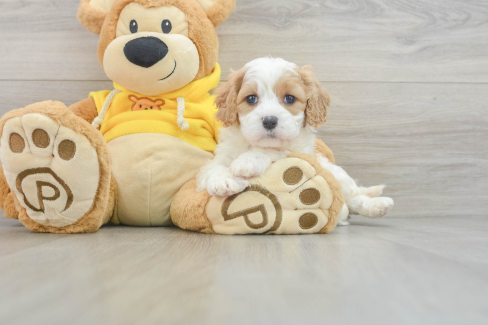 Cavachon Pup Being Cute