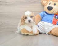 5 week old Cavachon Puppy For Sale - Windy City Pups