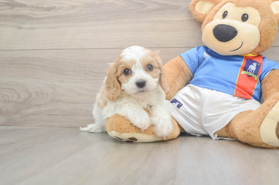 5 week old Cavachon Puppy For Sale - Windy City Pups