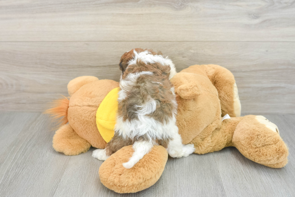 Adorable Cavalier Bichon Designer Puppy