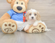 5 week old Cavachon Puppy For Sale - Windy City Pups