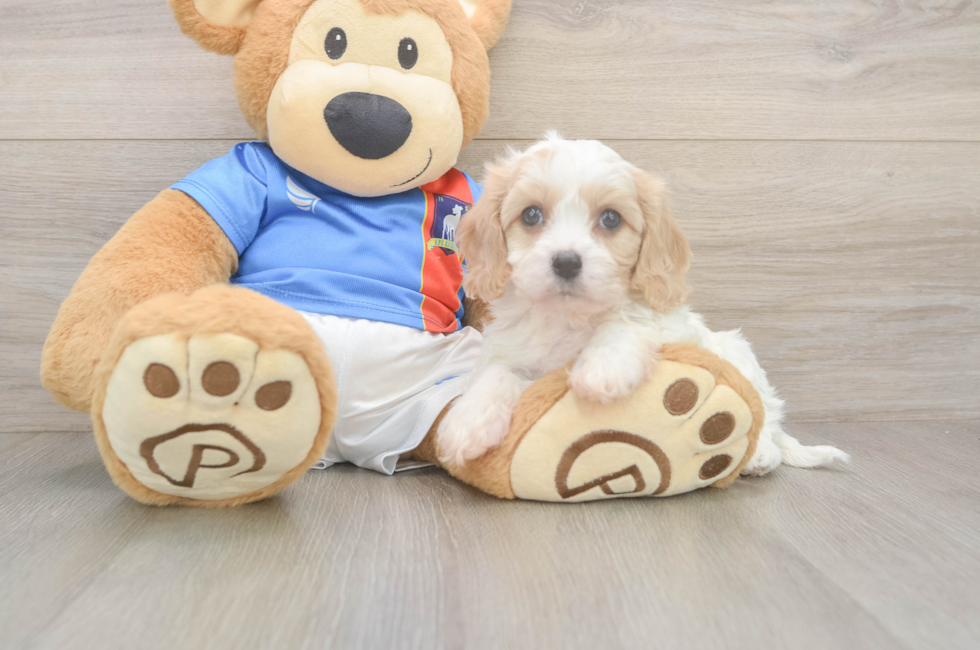5 week old Cavachon Puppy For Sale - Windy City Pups