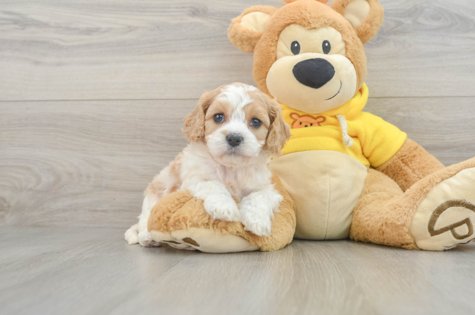 5 week old Cavachon Puppy For Sale - Windy City Pups