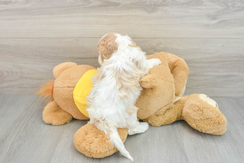 Cavachon Pup Being Cute