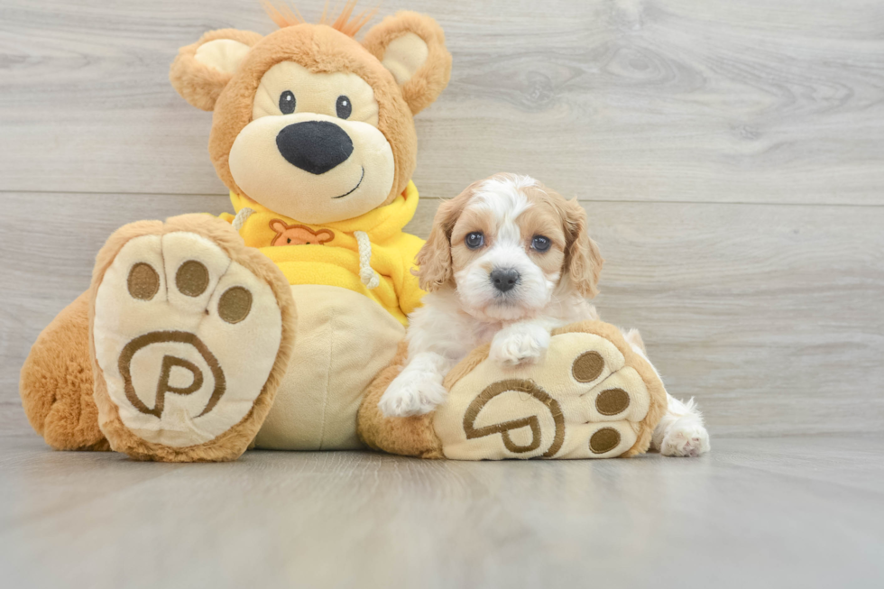 Cavachon Pup Being Cute