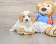 5 week old Cavachon Puppy For Sale - Windy City Pups