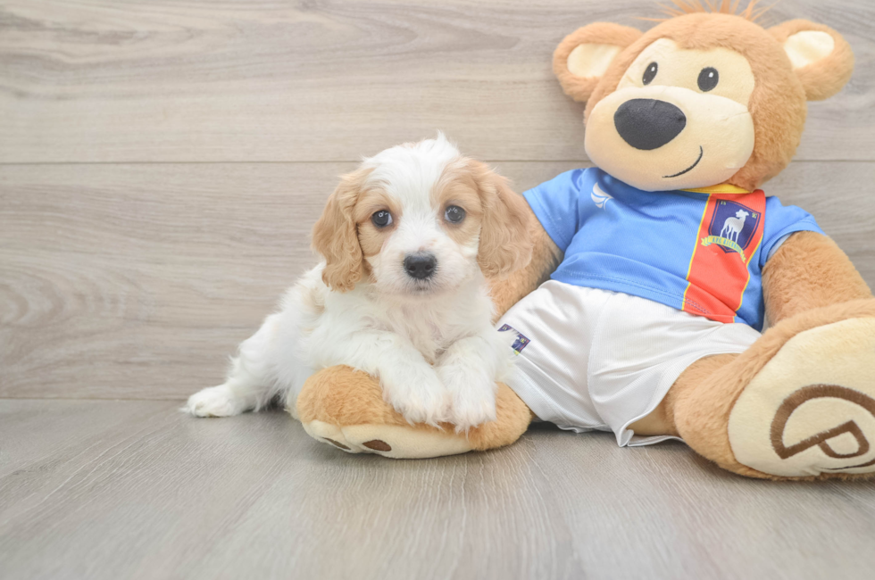5 week old Cavachon Puppy For Sale - Windy City Pups
