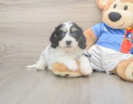 5 week old Cavachon Puppy For Sale - Windy City Pups