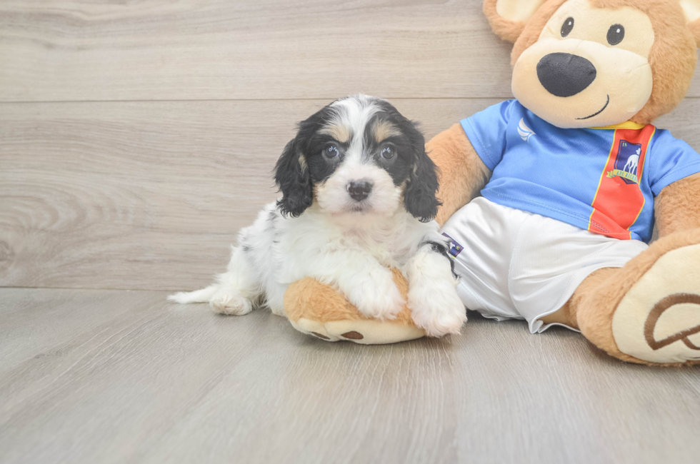 5 week old Cavachon Puppy For Sale - Windy City Pups