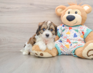 7 week old Cavachon Puppy For Sale - Windy City Pups