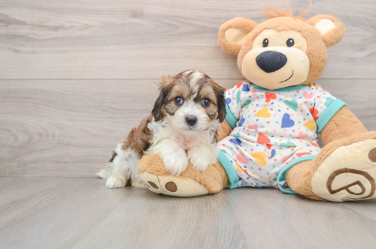 Smart Cavachon Designer Pup