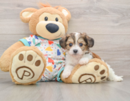 7 week old Cavachon Puppy For Sale - Windy City Pups