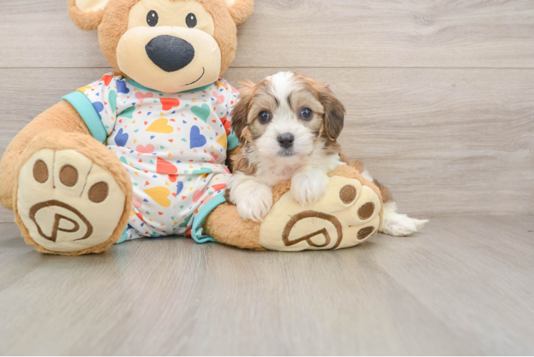 Cavachon Puppy for Adoption
