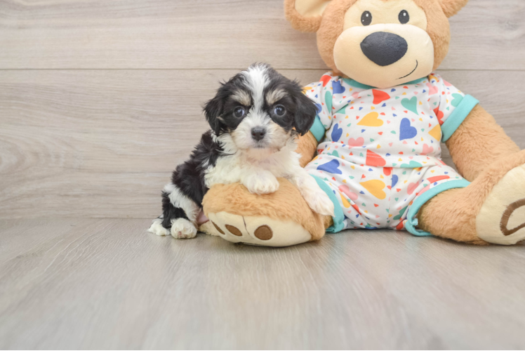 Cavachon Pup Being Cute