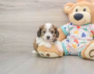 5 week old Cavachon Puppy For Sale - Windy City Pups