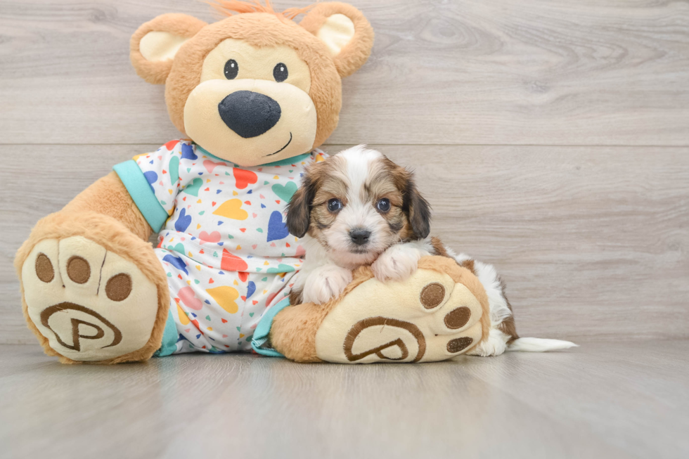 Cavachon Pup Being Cute