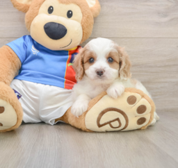 6 week old Cavachon Puppy For Sale - Windy City Pups