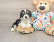 7 week old Cavachon Puppy For Sale - Windy City Pups