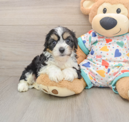 6 week old Cavachon Puppy For Sale - Windy City Pups