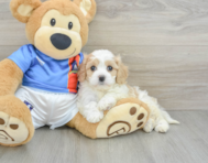 6 week old Cavachon Puppy For Sale - Windy City Pups