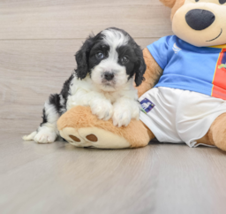 6 week old Cavachon Puppy For Sale - Windy City Pups