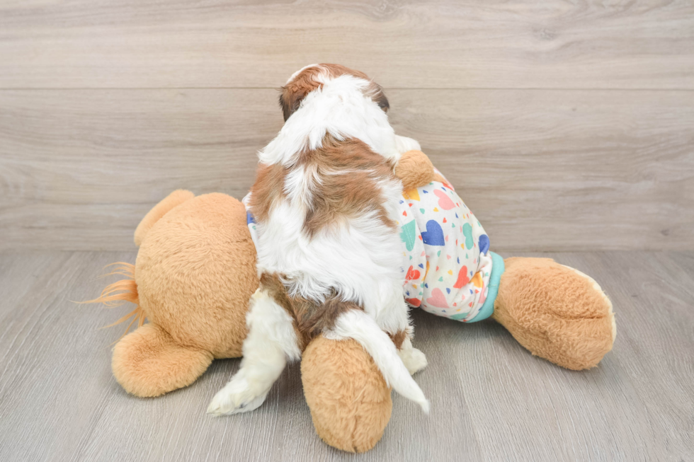 Best Cavachon Baby